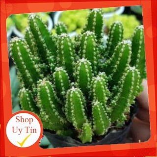 xương rồng thanh sơn đại🍏 |FREESHIP| 🔥 XỨ NÓNG, ĐÃ THUẦN KHÍ HẬU, KHOẺ ĐẸP 🍏 LỖI 1 ĐỔI 1
