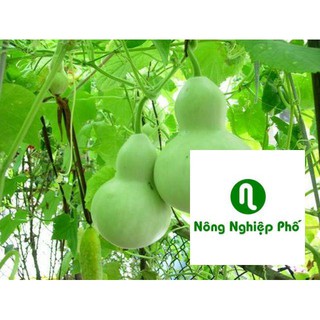 Hạt giống bầu hồ lô 10 hạt PHUNONG