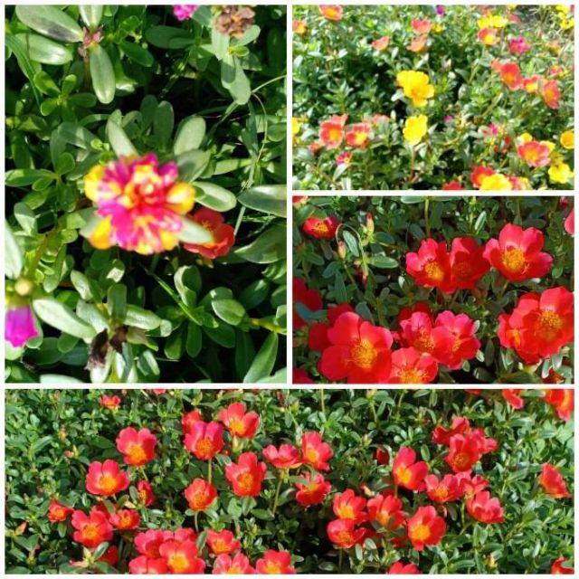 Hoa Sam và Hoa Mười Giờ 10h_ Cành giống  1kg 50k