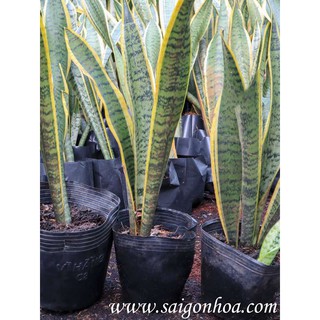 Cây Lưỡi Hổ (Dạng Bụi)