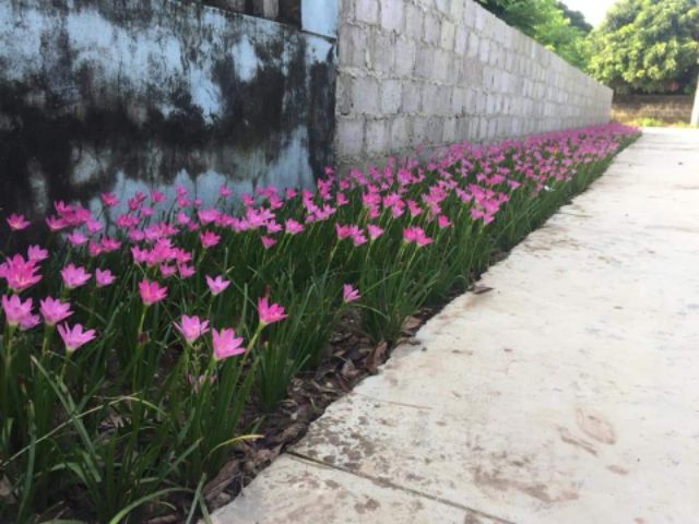 1 củ Huệ mưa hồng đẹp lung linh
