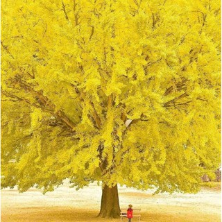 cây giống  phong linh cao 20cm