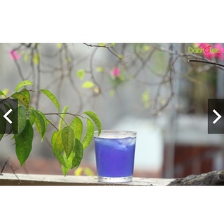 Bột hoa đậu biếc dalahouse