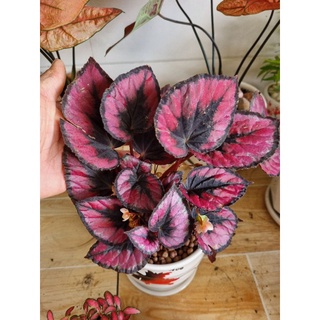 cây hải đường, begonia