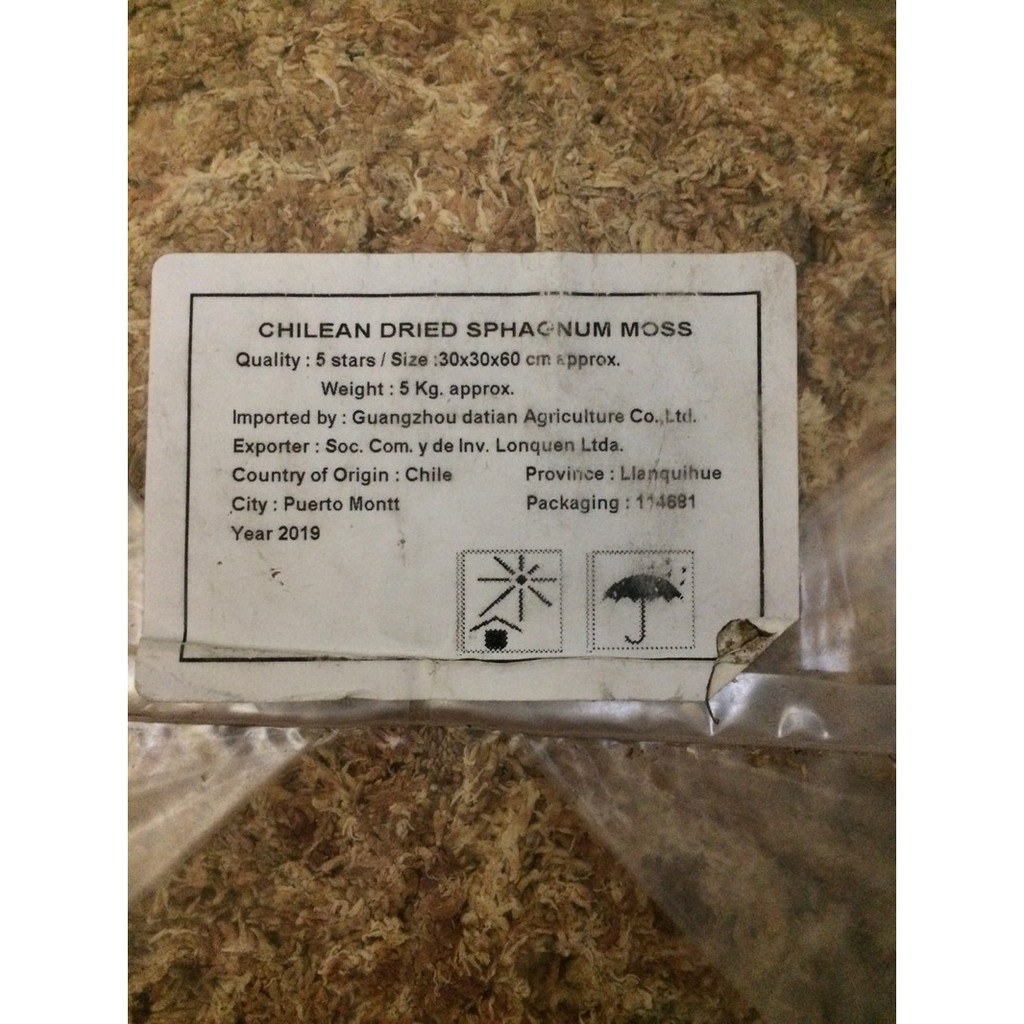 Rêu sâu Chile trắng giữ ẩm trồng lan 100g