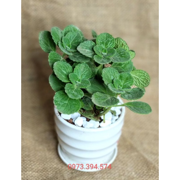 Cây Nhất Mạt Hương ( Cây Sen Thơm)_ Cây Để Bàn Dễ Chăm Sóc