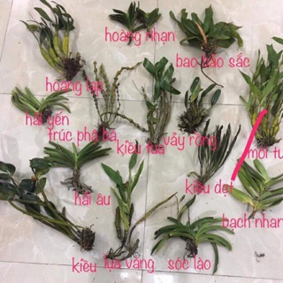 Combo 14 loại Lan rừng dễ trồng