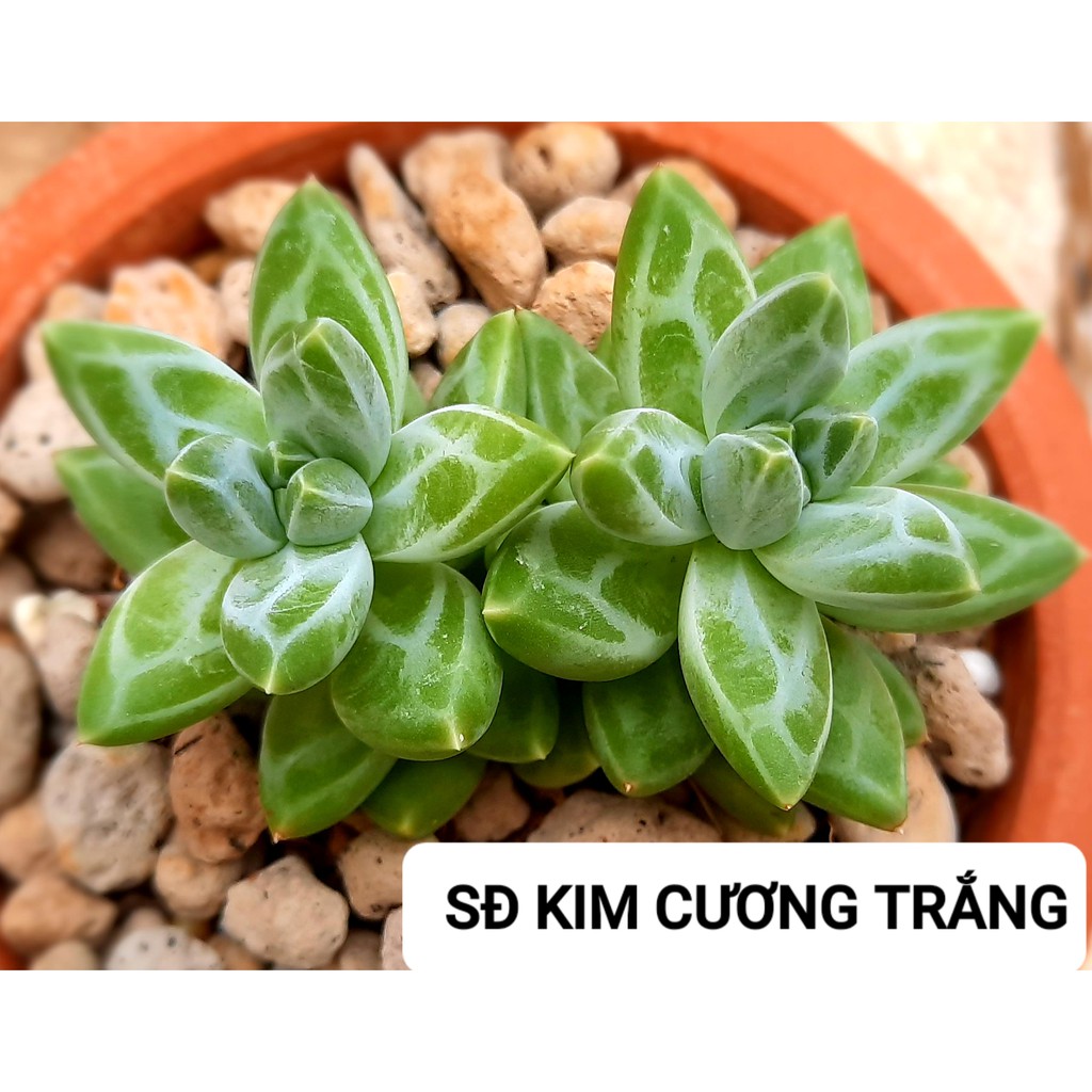 Sen đá Kim Cương Xanh/Trắng