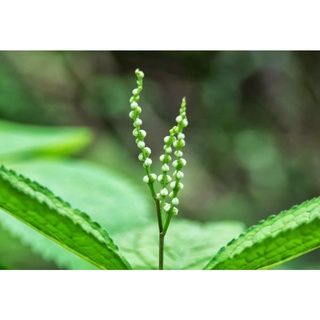 Cây giống hoa sói ướp trà