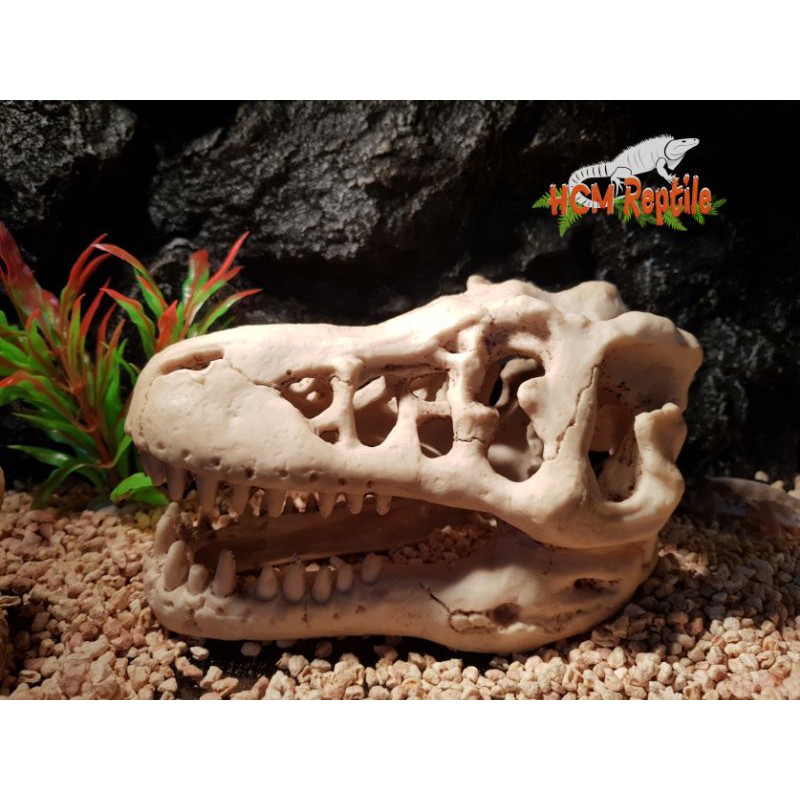 Sọ khủng long T-Rex (2 kích thước)