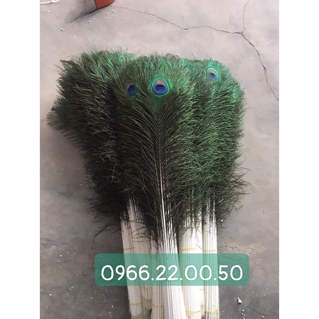 Lông chim công tự nhiên | BigBuy360 - bigbuy360.vn