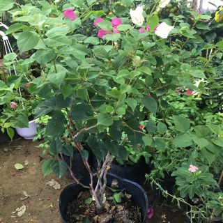 Hoa giấy ngủ sắc(5màu)