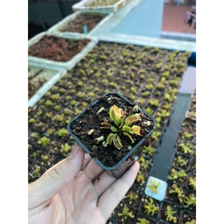 cây bắt mồi,cây bẫy kẹp venus flytrap ( mua 3 tặng 1 pack hạt nắp ấm)
