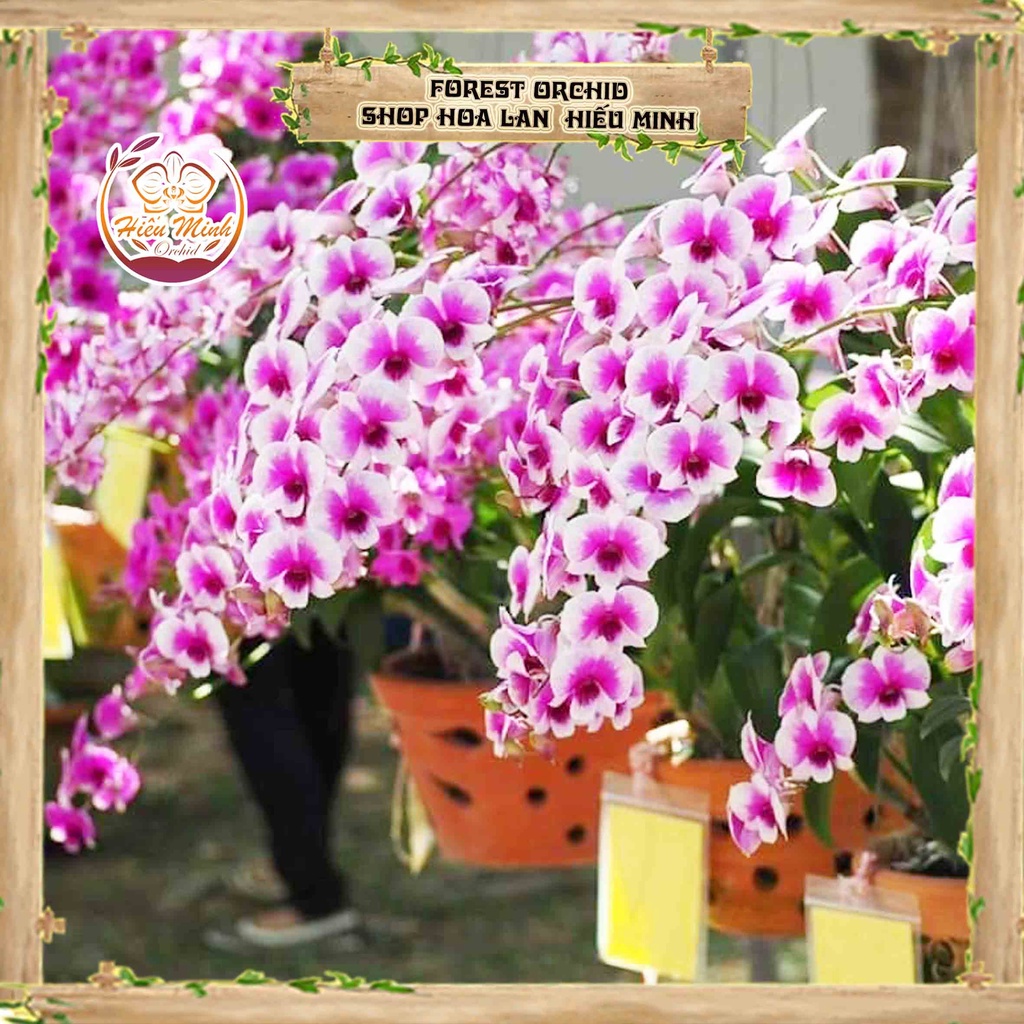 Hoa Lan đột biến Dendro Mini Yaya, Phong lan rừng Tây Bắc, Lào, Cây Giống Giá Rẻ, Địa Lan, Hồ Điệp
