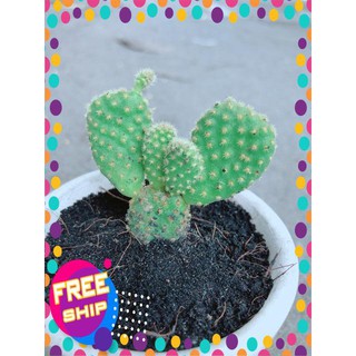 Chậu Xương Rồng Tai Thỏ Mini