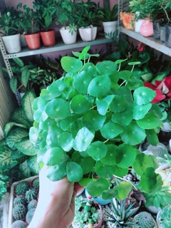 Cỏ Đồng Tiền