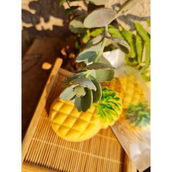 100g bánh dứa siêu ngon