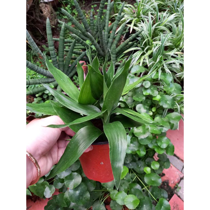 🍀🍃 Chậu phát tài búp sen 🍀🍃