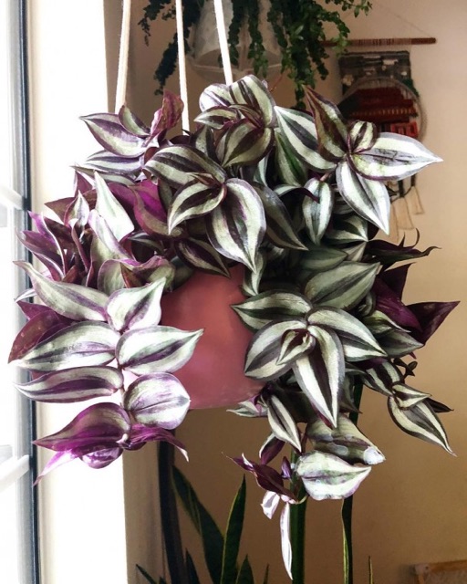 Combo 20 cành THÀI LÀI TÍA trồng chậu treo