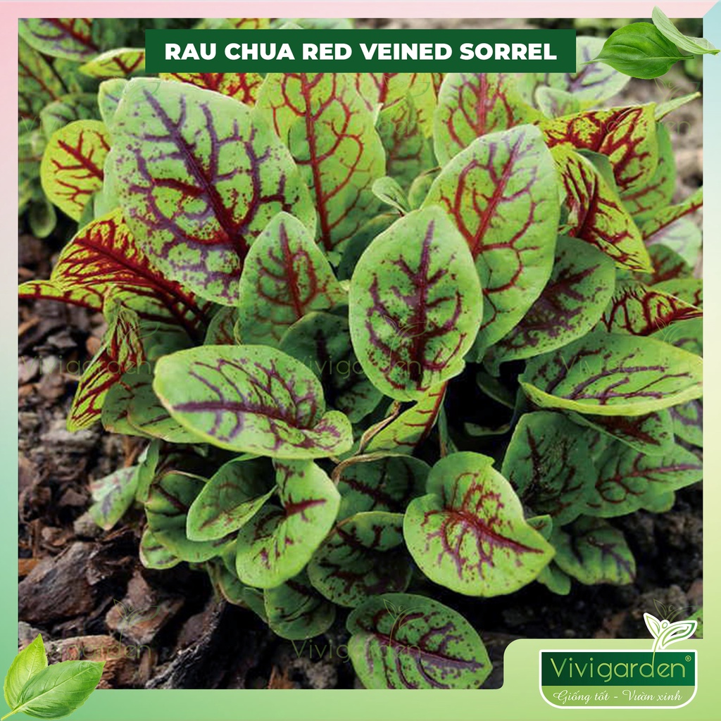 Hạt Giống Cây Rau Chua (Lá Chua) Gân Đỏ - Red Veined Sorrel - Giống rau gia vị đặc sản, thanh mát, bổ dưỡng cơ thể