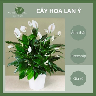 Cây lan ý trồng đất, để bàn cao 50cm, sẵn nụ hoa, trang trí bàn làm việc, lỗi 1 đổi 1