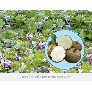 Bột sâm tố nữ 200g