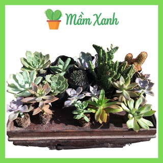 Sen đá size bầu mẫu bất kỳ | succulent