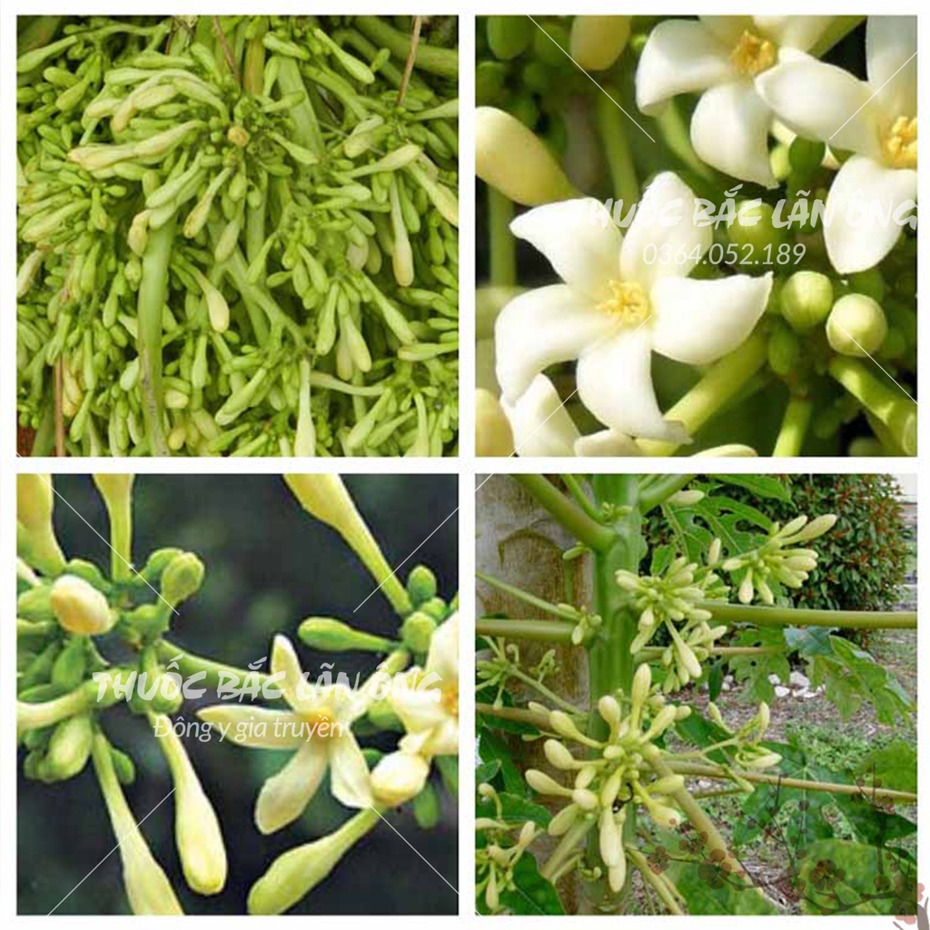 Hoa đu đủ đực sấy khô 1kg ( Thảo dược thiên nhiên tốt cho sức khỏe)
