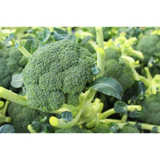 Hạt giống Bông Cải xanh ( súp lơ Xanh)- gói 0.5gram