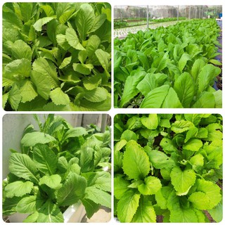 Hạt giống Cải bẹ xanh mỡ gói 20gr