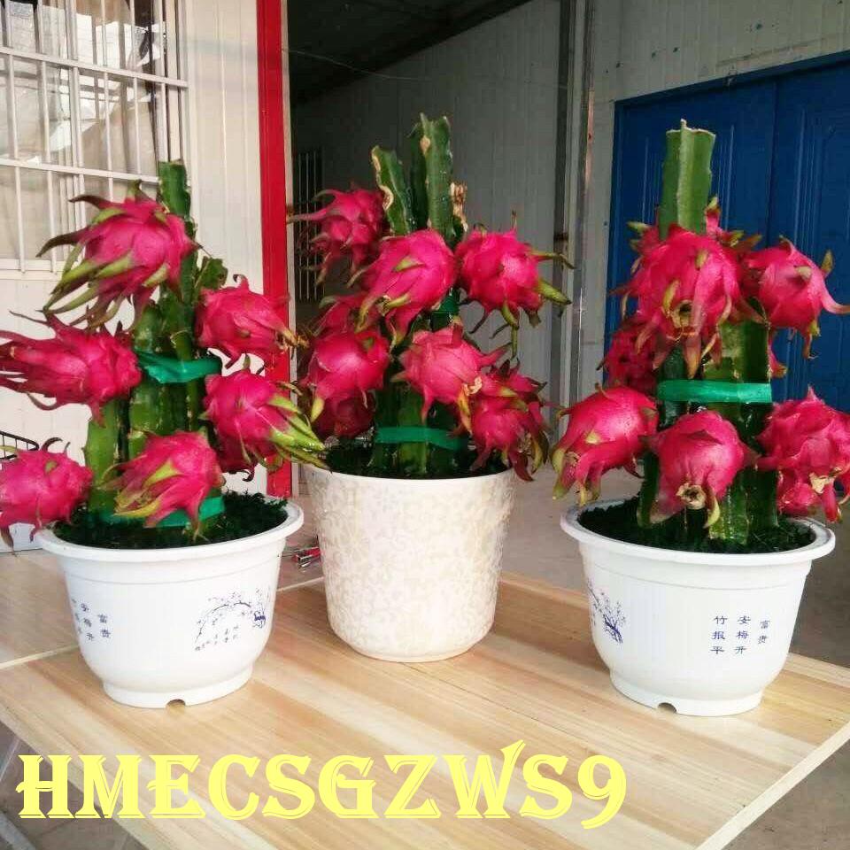 Hạt giống thanh long thập cẩm, tỷ lệ nảy mầm siêu cao, hương vị đậm đà 50h