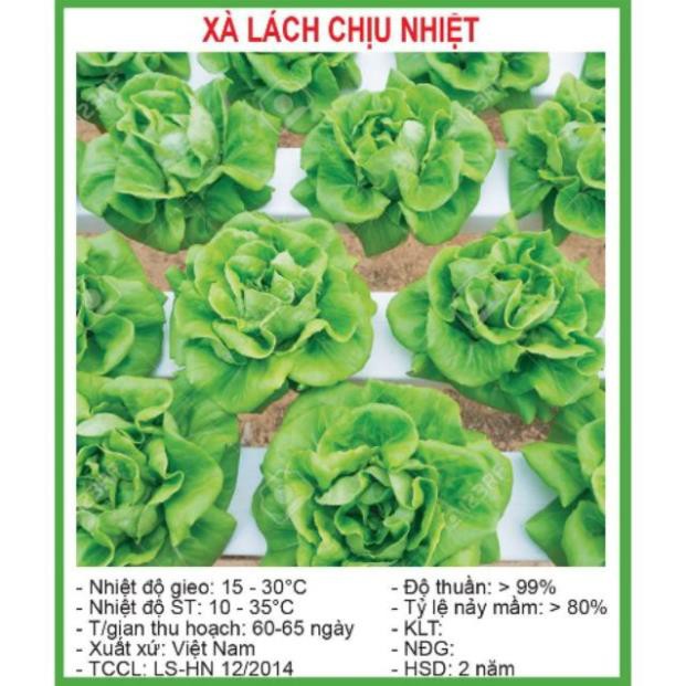 Hạt Giống Xà lách chịu nhiệt 50 bốn mùa