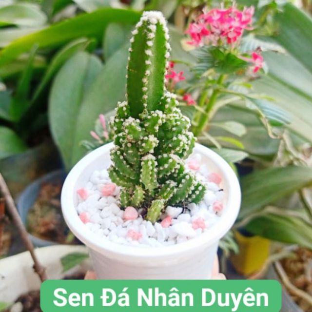 Xương rồng thanh sơn size vừa