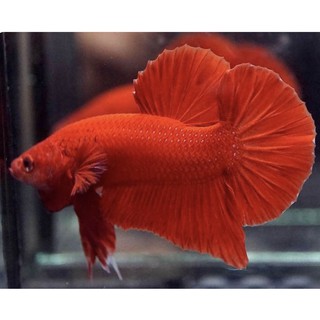 BETTA SUPER RED