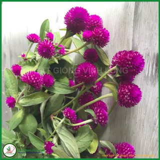 Hạt giống hoa Cúc Bách nhật màu Tím RD 848 - 0,1g