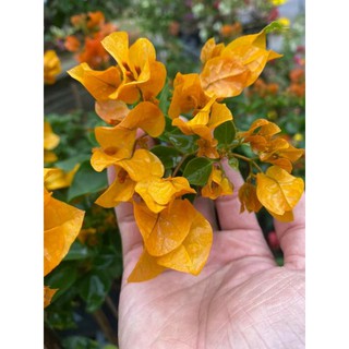 Cây 🌲 Hoa giấy ♌ leo giàn siêu hoa