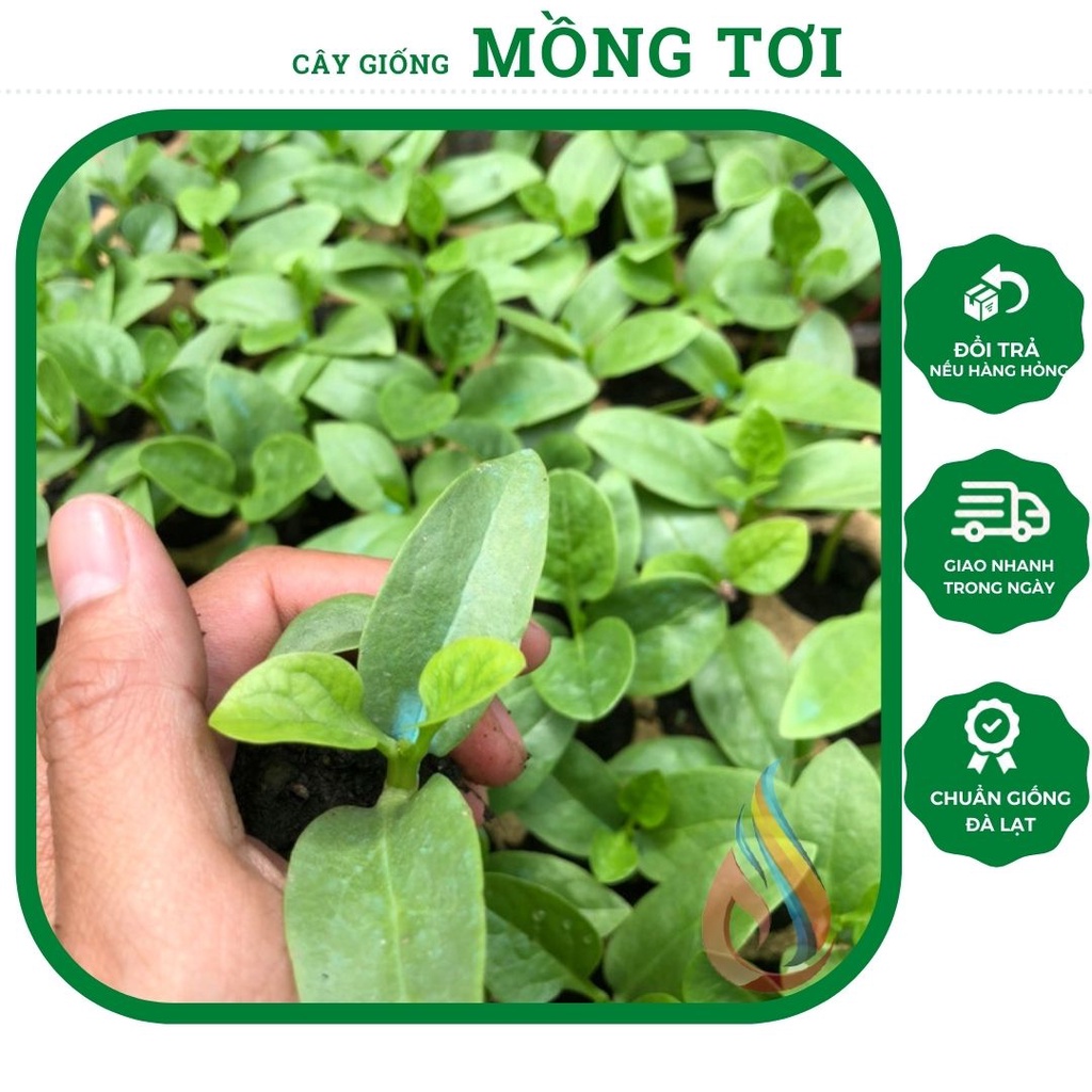 Combo 5 cây rau giống Mồng Tơi dạng dây leo giống rau ăn lá quanh năm (chỉ giao hoả tốc TPHCM)