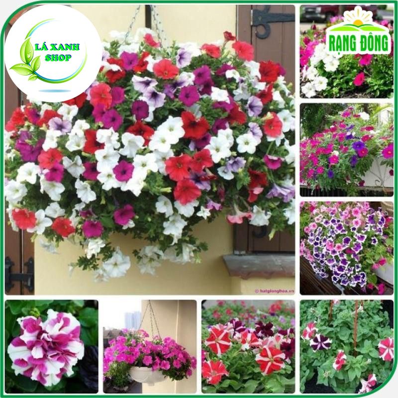 Hạt giống Hoa Dạ Uyên Thảo Nhiều Màu, Dễ Trồng, Thân Lùn Thích Hợp Trồng Giỏ Treo (gói 0,03 gram) - Hạt giống Rạng Đông