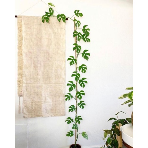 Cây Philodendron Minima - Rhaphidophora Tetrasperma - Monstera minima-Trầu bà Piccolo.LK07-Cây lá kiểng, cây indoor