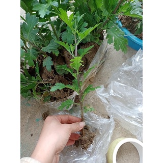 Cúc mẫu đơn đang nụ