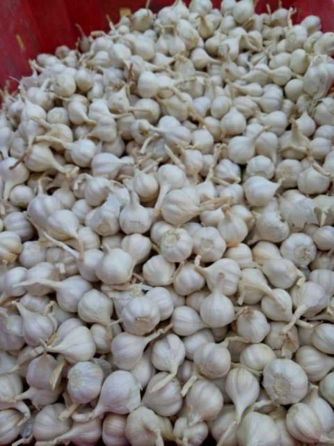 1kg Tỏi  - Đặc sản Lý Sơn ( Quảng Ngãi ) | BigBuy360 - bigbuy360.vn