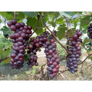 Cây giống Nho Hạ Đen dâm hom cực khỏe tặng phân bón cho cây nho