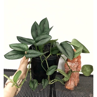 Trầu Bà | Scindapsus Moonlight Silver