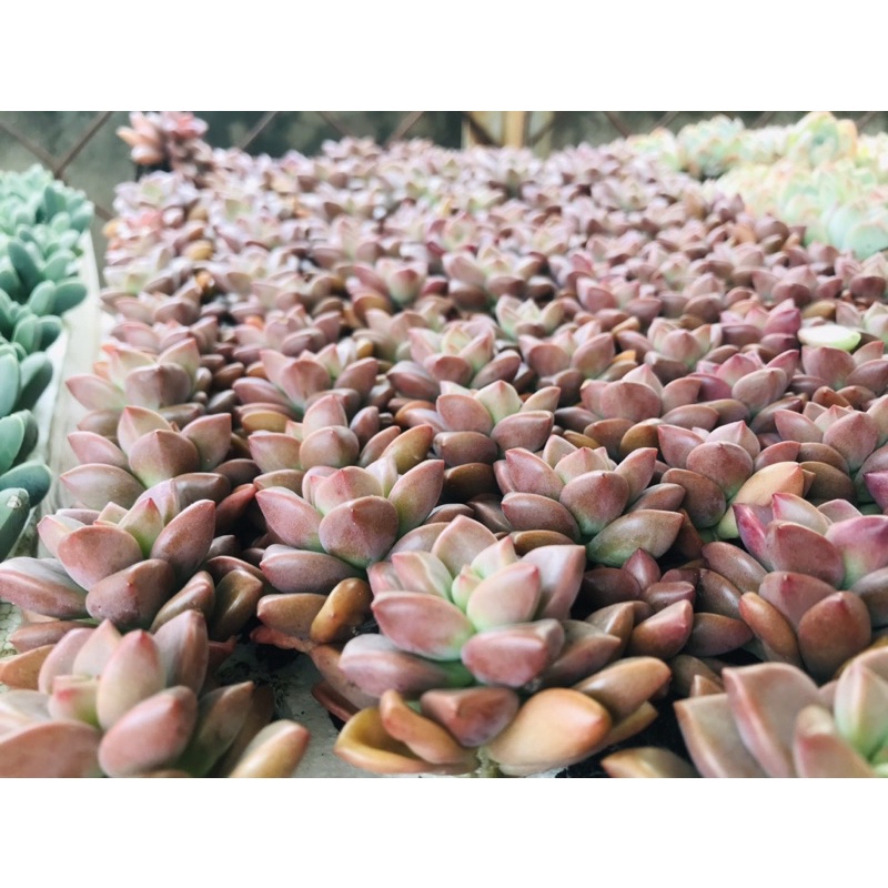Combo 84 cây sen vỉ mix nhiều loại kèm khay
