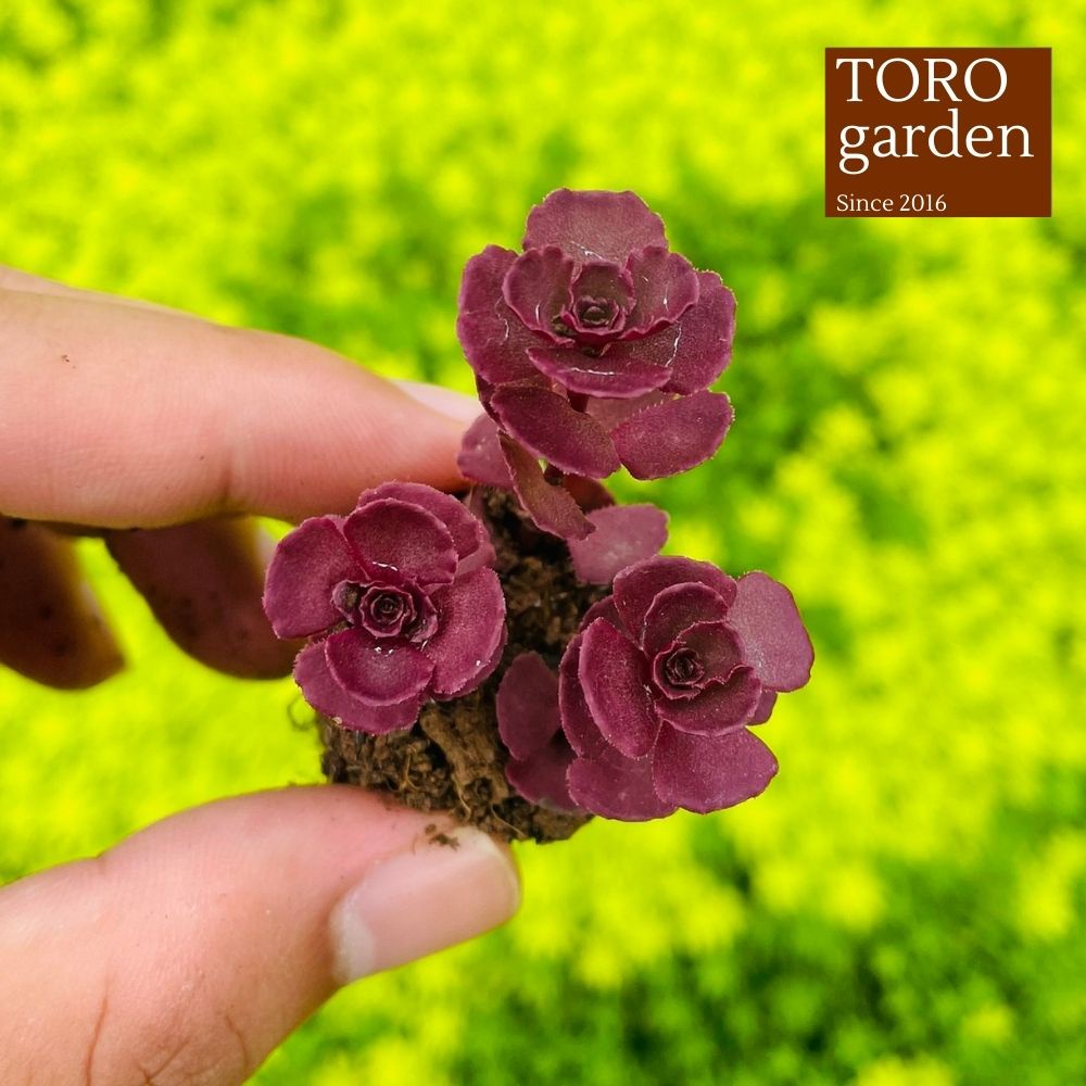 Sen đá sedum huyết long Đà Lạt size mini cây cảnh trang trí nhà cửa Toro garden