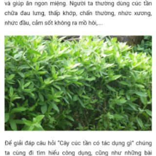 Gốc Cây cúc tần