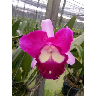 Lan cát bụi vừa từ 10-15 thân
