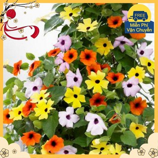Hạt Giống Hoa Ánh Dương Mix