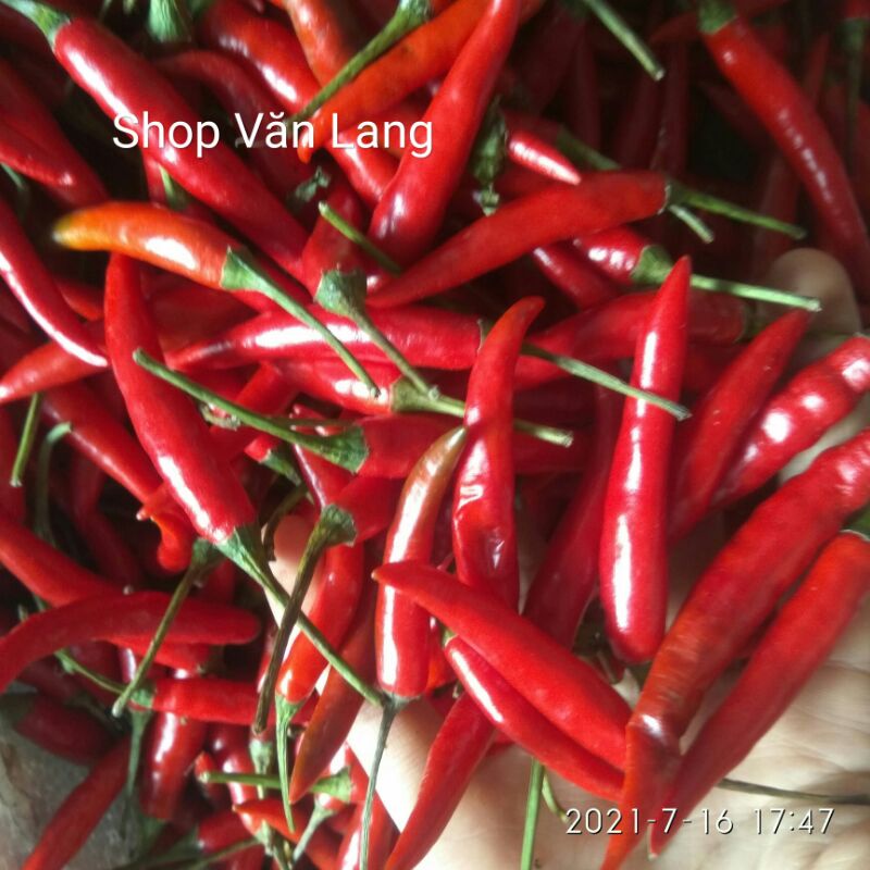 Ớt tươi chín cay thơm ngon gói 200g - ship Hà Nội