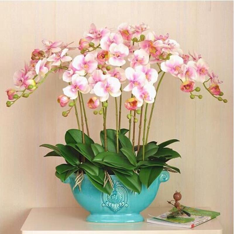 Hạt giống lan hồ điệp Trồng bốn mùa Tỉ lệ nảy mầm cao 20h